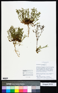 Polypremum procumbens image