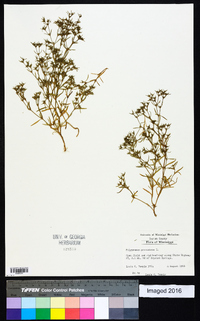 Polypremum procumbens image