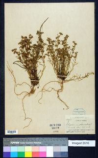 Polypremum procumbens image