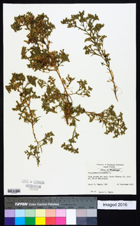 Polypremum procumbens image