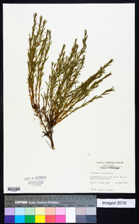 Polypremum procumbens image