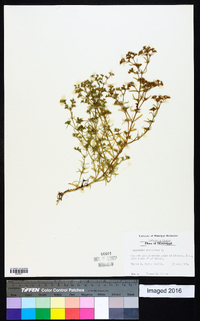 Polypremum procumbens image