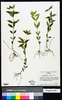 Spigelia loganioides image