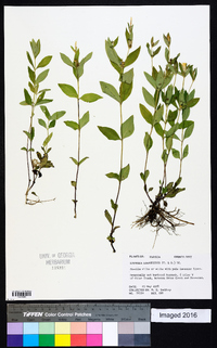 Spigelia loganioides image