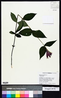 Spigelia marilandica image