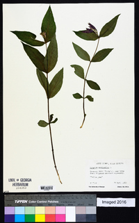 Spigelia marilandica image