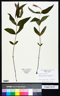 Spigelia marilandica image