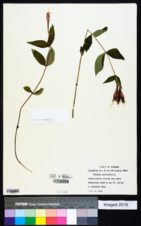 Spigelia marilandica image