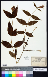 Spigelia marilandica image