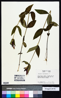 Spigelia marilandica image