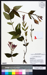 Spigelia marilandica image