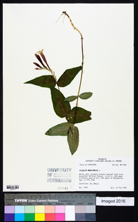 Spigelia marilandica image