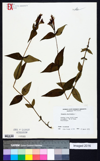 Spigelia marilandica image