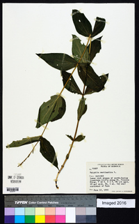 Spigelia marilandica image