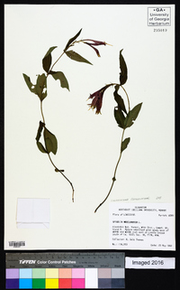 Spigelia marilandica image