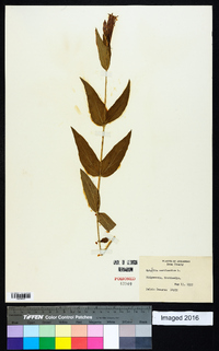 Spigelia marilandica image