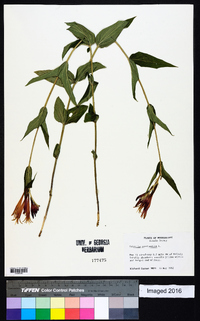 Spigelia marilandica image