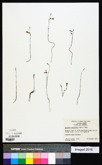 Bartonia paniculata image