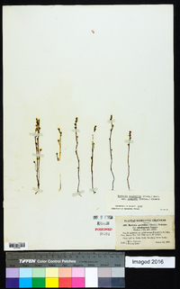 Bartonia paniculata image