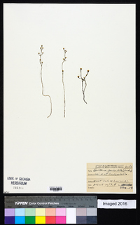 Bartonia paniculata image