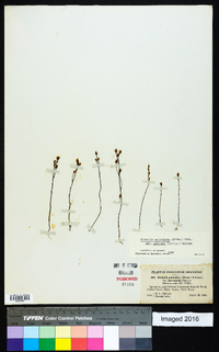 Bartonia paniculata image