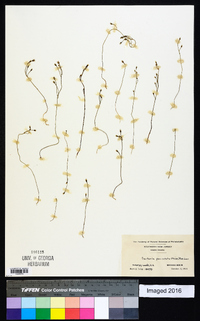 Bartonia paniculata image