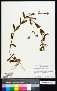 Zeltnera texensis image