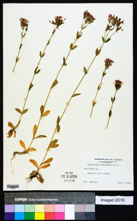 Centaurium umbellatum image