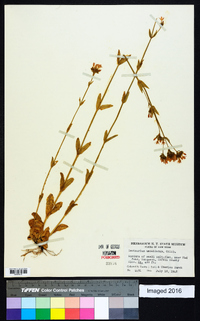 Centaurium umbellatum image