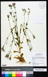 Centaurium erythraea image