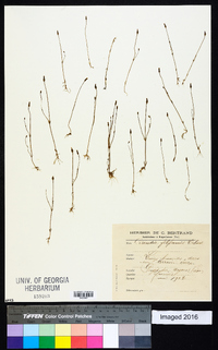 Image of Cicendia filiformis