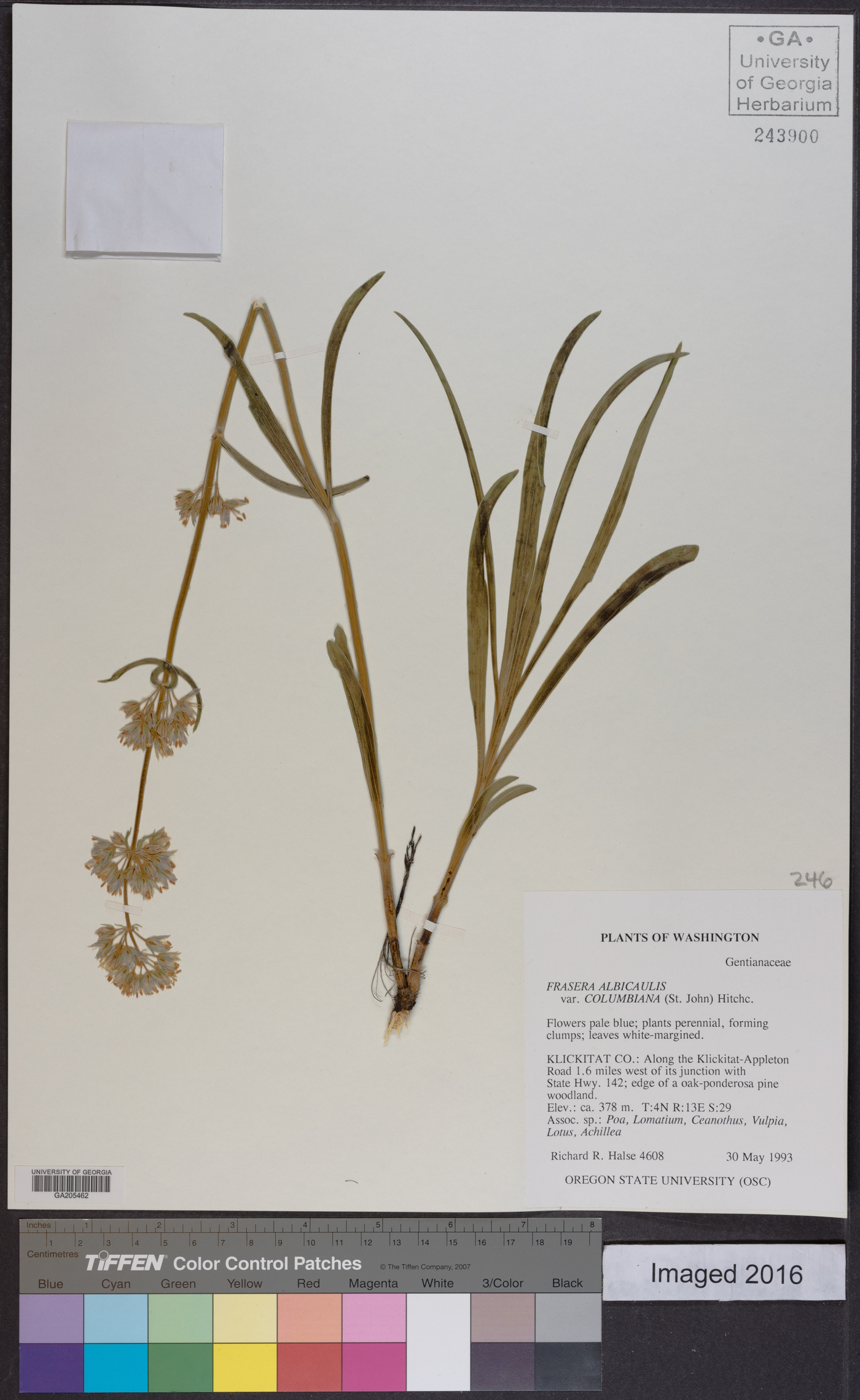 Frasera albicaulis var. columbiana image