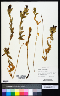 Gentiana affinis image