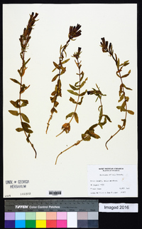 Gentiana affinis image