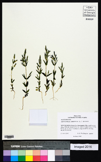 Gentianella amarella image