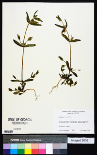 Gentianella amarella image