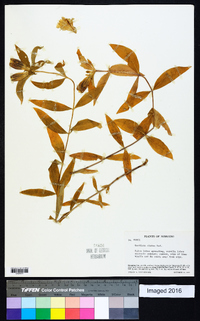 Gentiana clausa image