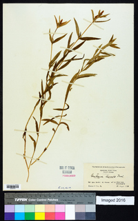 Gentiana linearis image