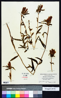 Gentiana linearis image