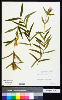 Gentiana linearis image