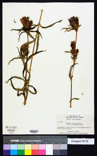 Gentiana linearis image