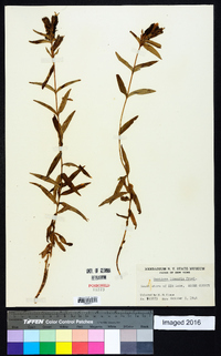 Gentiana linearis image