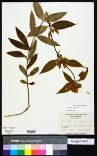 Gentiana saponaria image