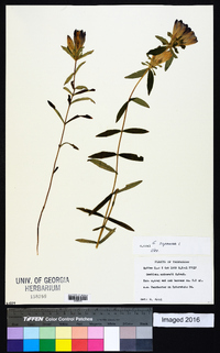 Gentiana saponaria image