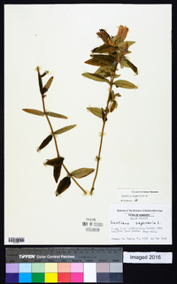 Gentiana saponaria image