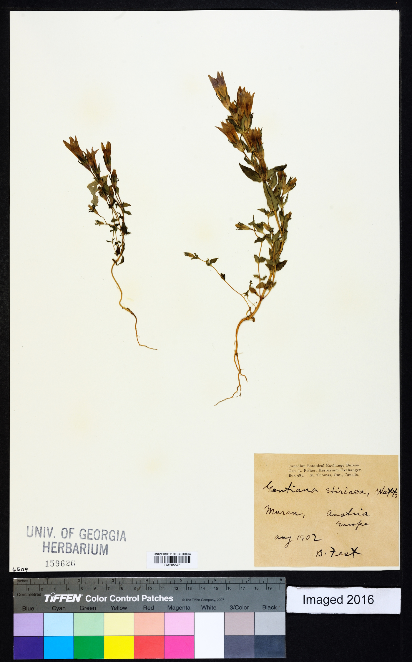 Gentianella rhaetica image