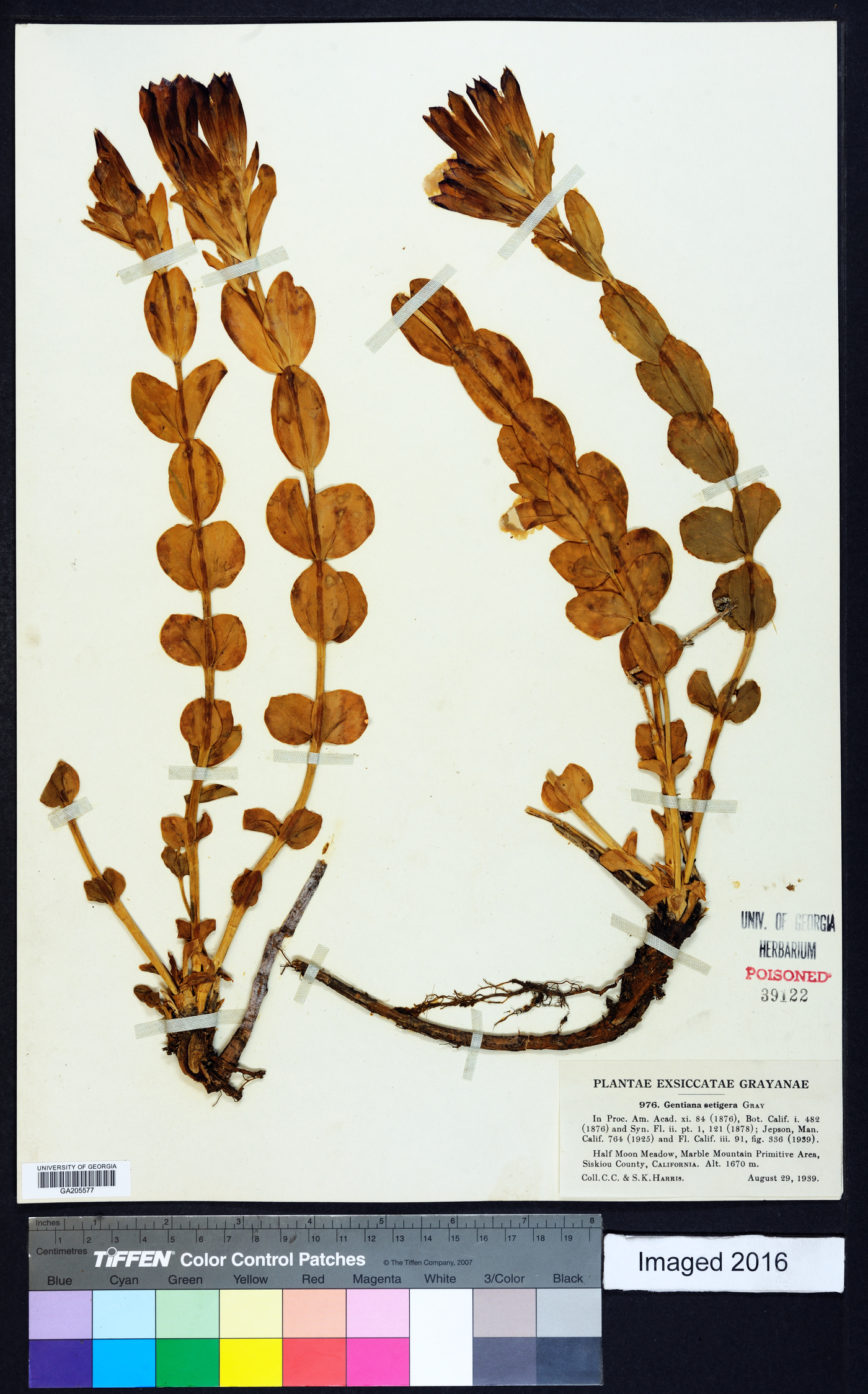 Gentiana plurisetosa image