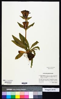 Gentiana purpurea image