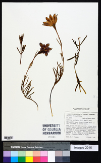 Gentiana porphyrio image