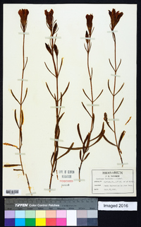 Gentiana porphyrio image